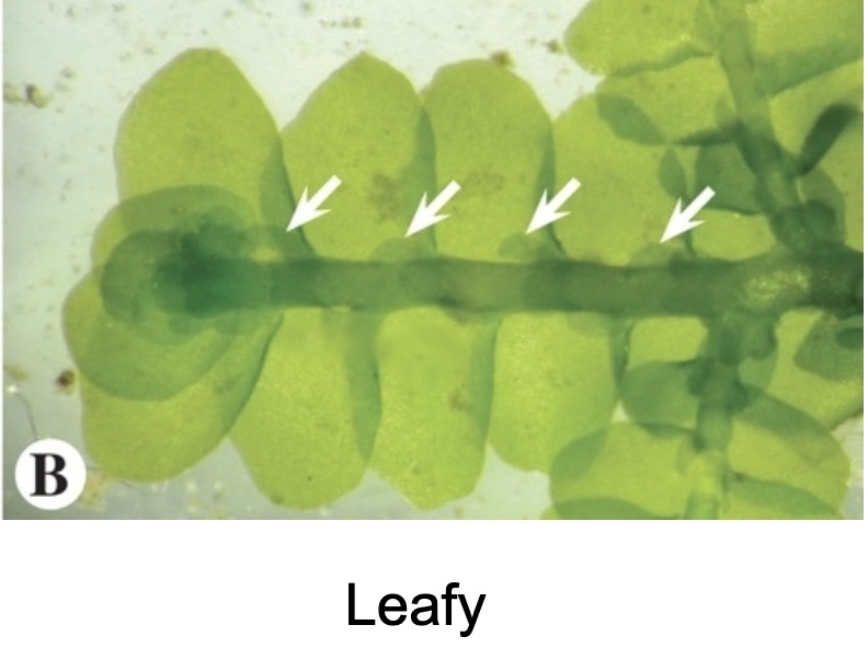 <p>Stem structure</p>