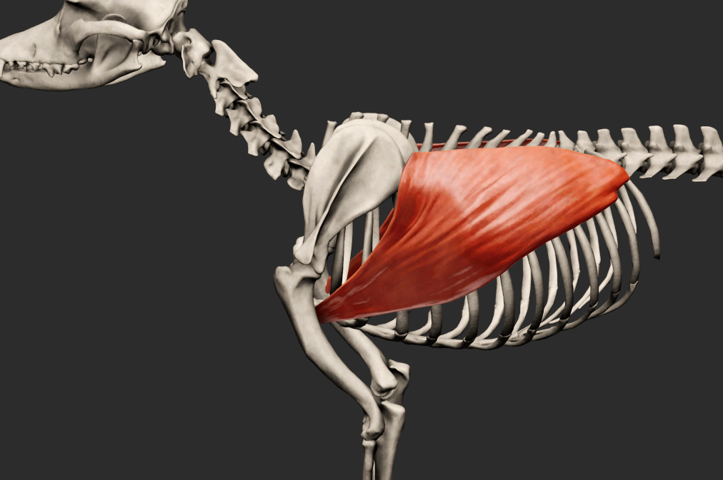 <p>odstup: poslední obratle thorakální a všechny obratle lumbální</p><p>úpon: crista tuberculi minoris humeri, do fascia brachii et antebrachii</p><p>fce: poutá hrudní končetinu k trupu</p><p>Fe: sval odstupuje od IV. – XI. hrudního obratle a od fascia thoracolumbalis až po úroveň VI. obratle lumbálního</p><p>upíná se na crista tuberculi minoris</p><p></p>