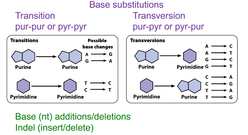 <p>Two main types of point variants</p>