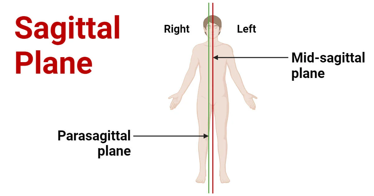 <ul><li><p><strong>sagittal plane-</strong></p><ul><li><p>vertical </p></li><li><p>divides the body into RIGHT and LEFT sides</p><ul><li><p>midsagittal/medial plane if its the middle of the body</p></li><li><p>parasagittal if its the middle of the body but off centered</p></li></ul></li></ul></li><li><p><strong>sagittal section view-</strong></p><ul><li><p>side-view</p></li></ul></li></ul><p></p>