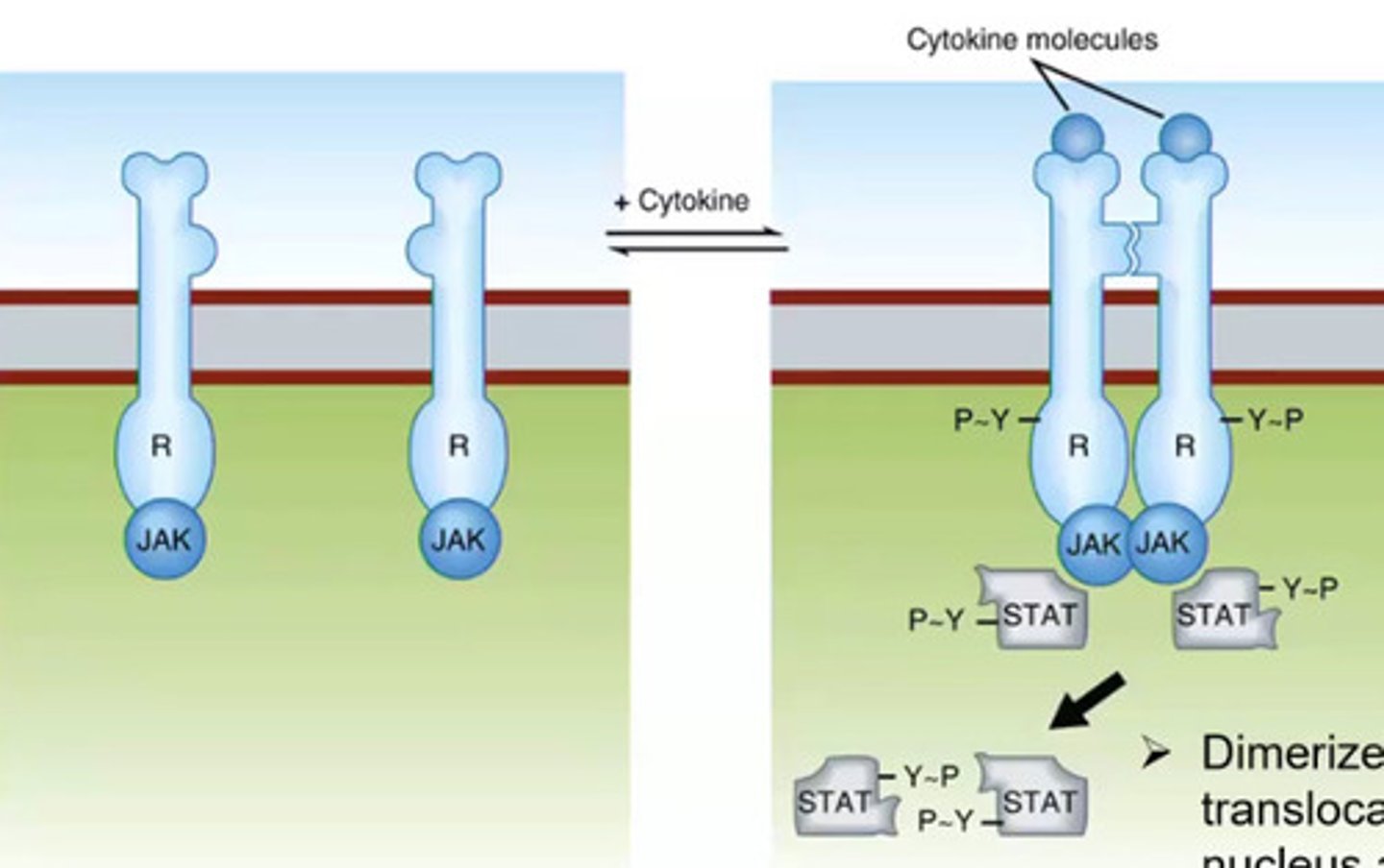 <p>Monomers on cell membrane when the ligand binds it forms a dimer, it will activate a protein kinase (JAK), JAK will then activate substrate (STAT), phosphorylation STAT will then translocate to the nucleus and activate gene expression</p>