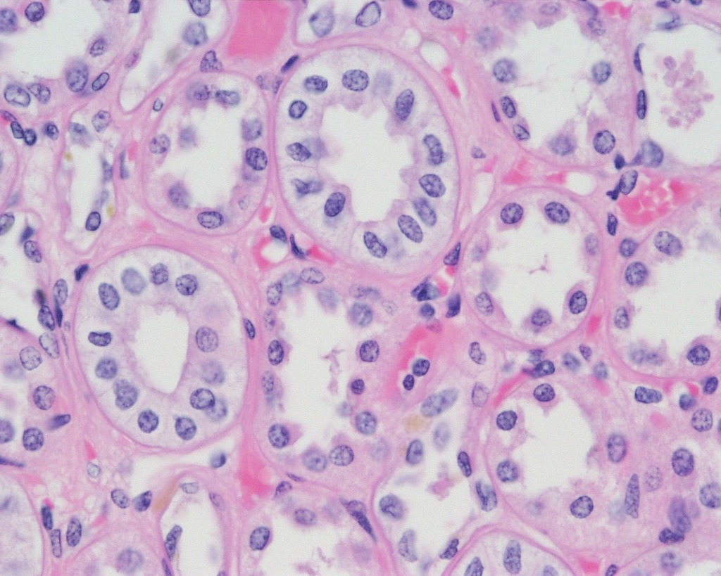 <p>What cell is this?</p>