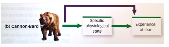 <ul><li><p>stimuli simultaneously trigger activity in the autonomic nervous system and the emotional experiences in the brain</p></li></ul><p></p>