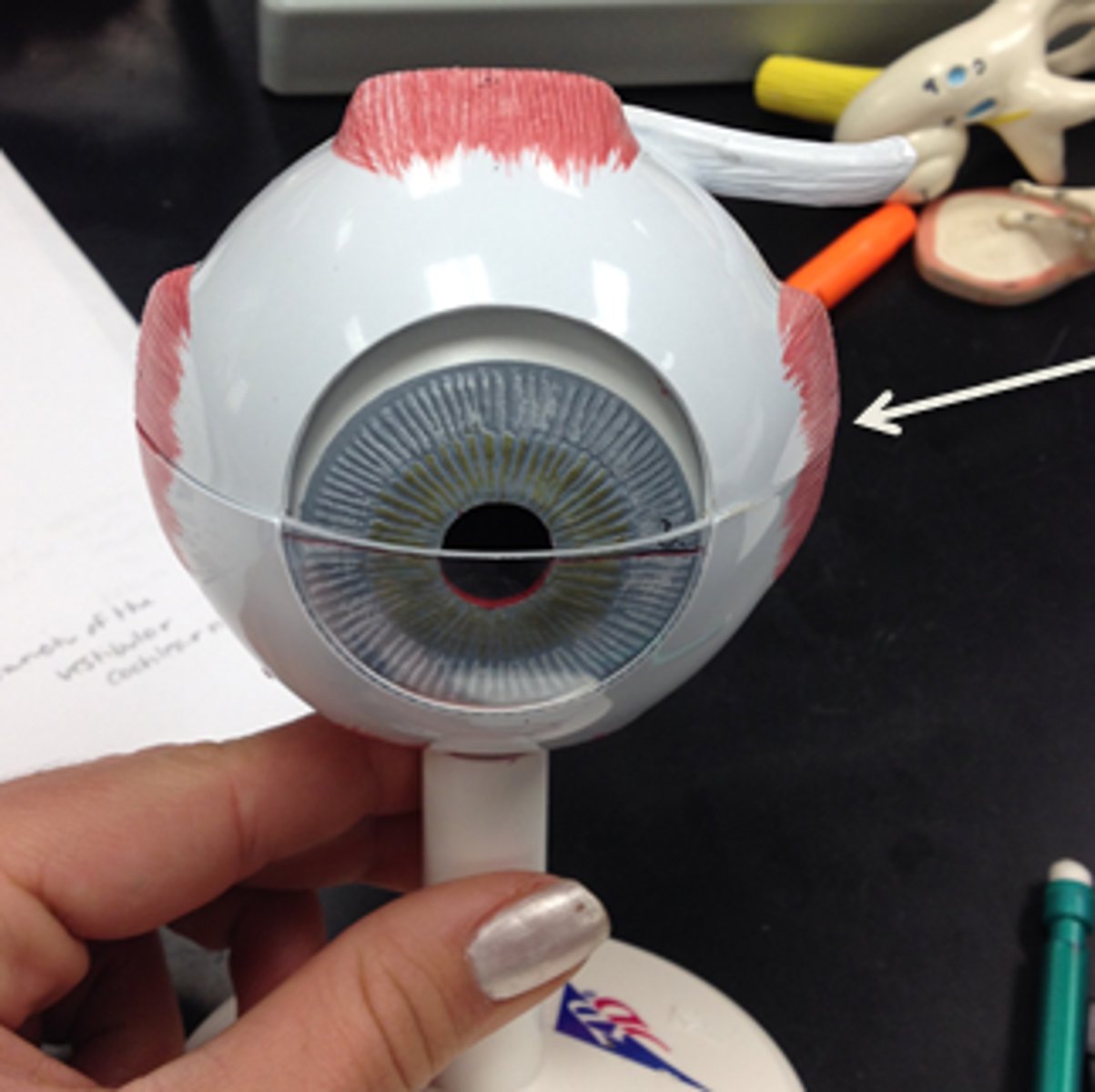 knowt flashcard image