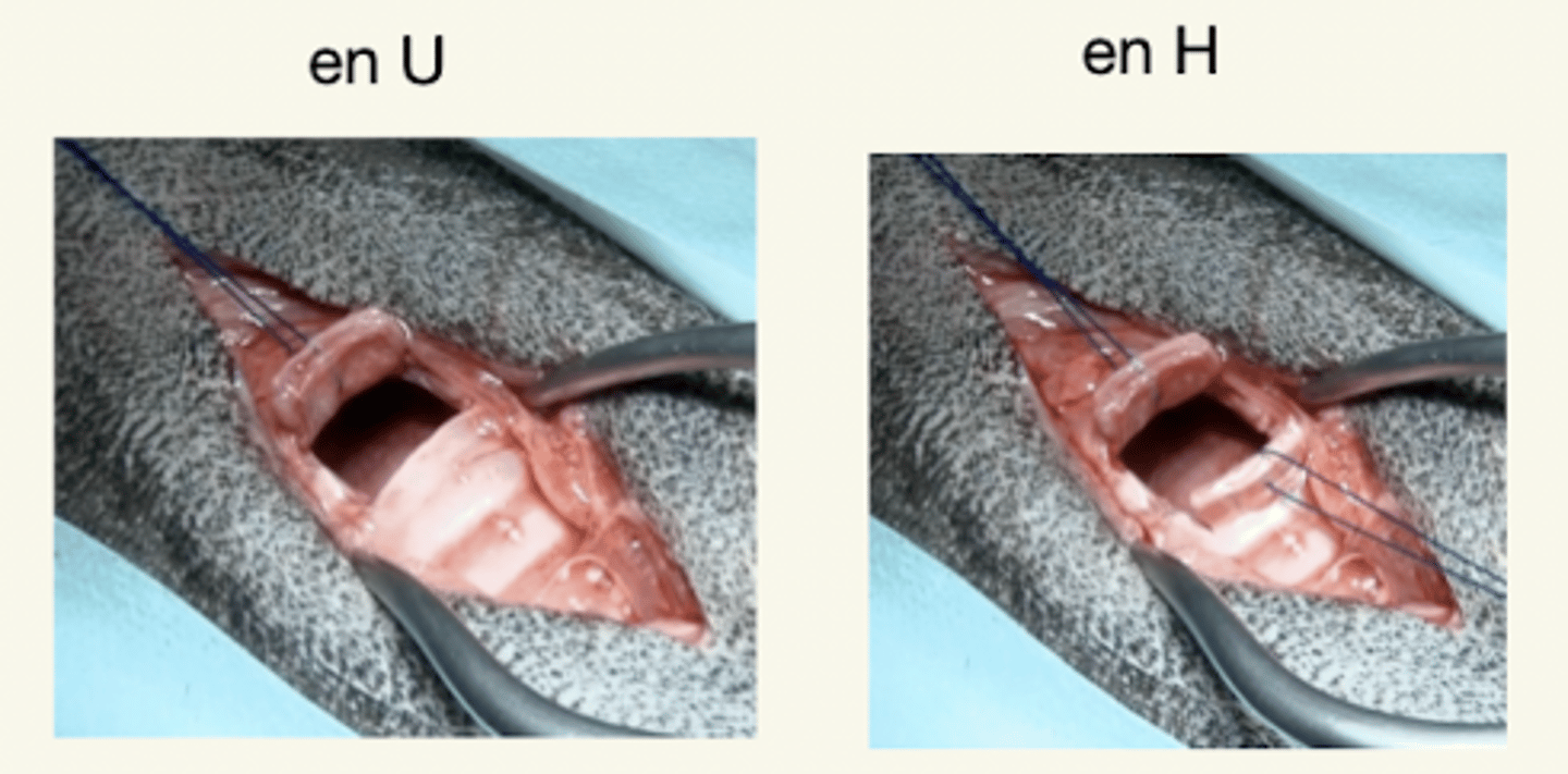 <p>hay riesgo de necrosis</p>
