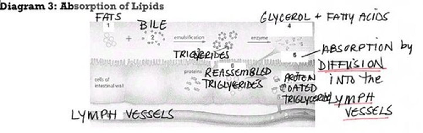 <p>Enzyme that digests fats in the small intestine.</p>