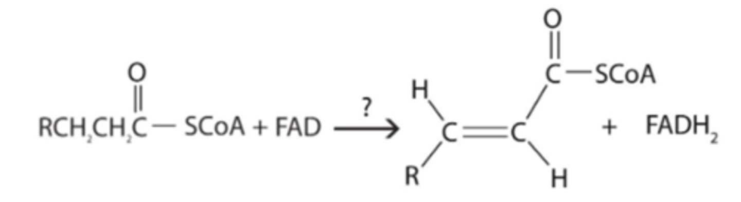 <p>Dehydrogenase</p><p>-&gt; Substrate-H2​+FAD→Product (double bond)+FADH2​</p><p>-&gt; Substrate loses 2 hydrogens (characteristic of beta-oxidation)</p>