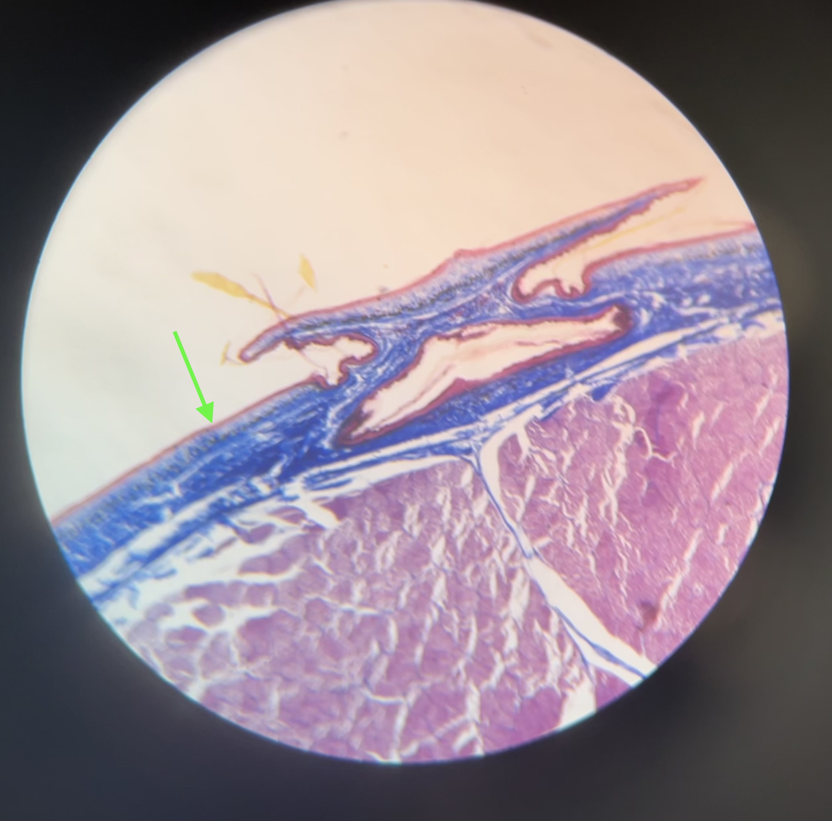 knowt flashcard image