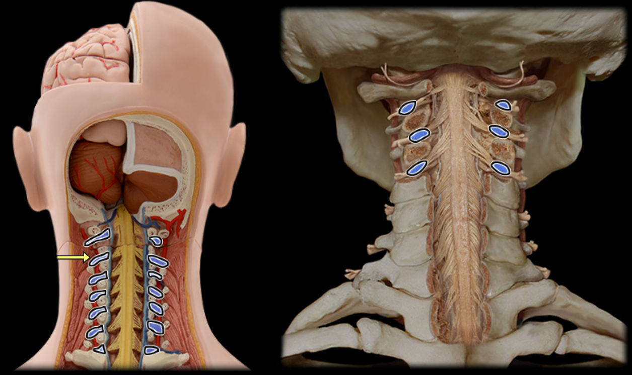 <p>Dorsal root ganglion</p>
