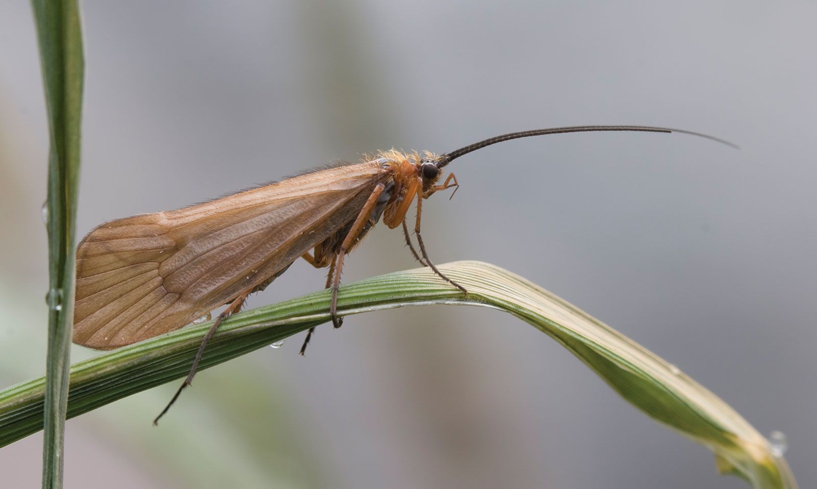 <p> Caddisflies</p>