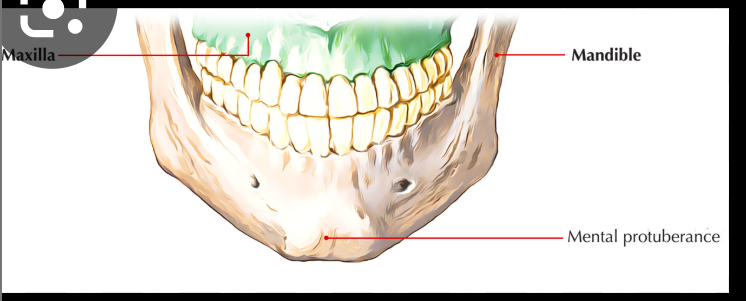 <p>Mental protuberance</p>