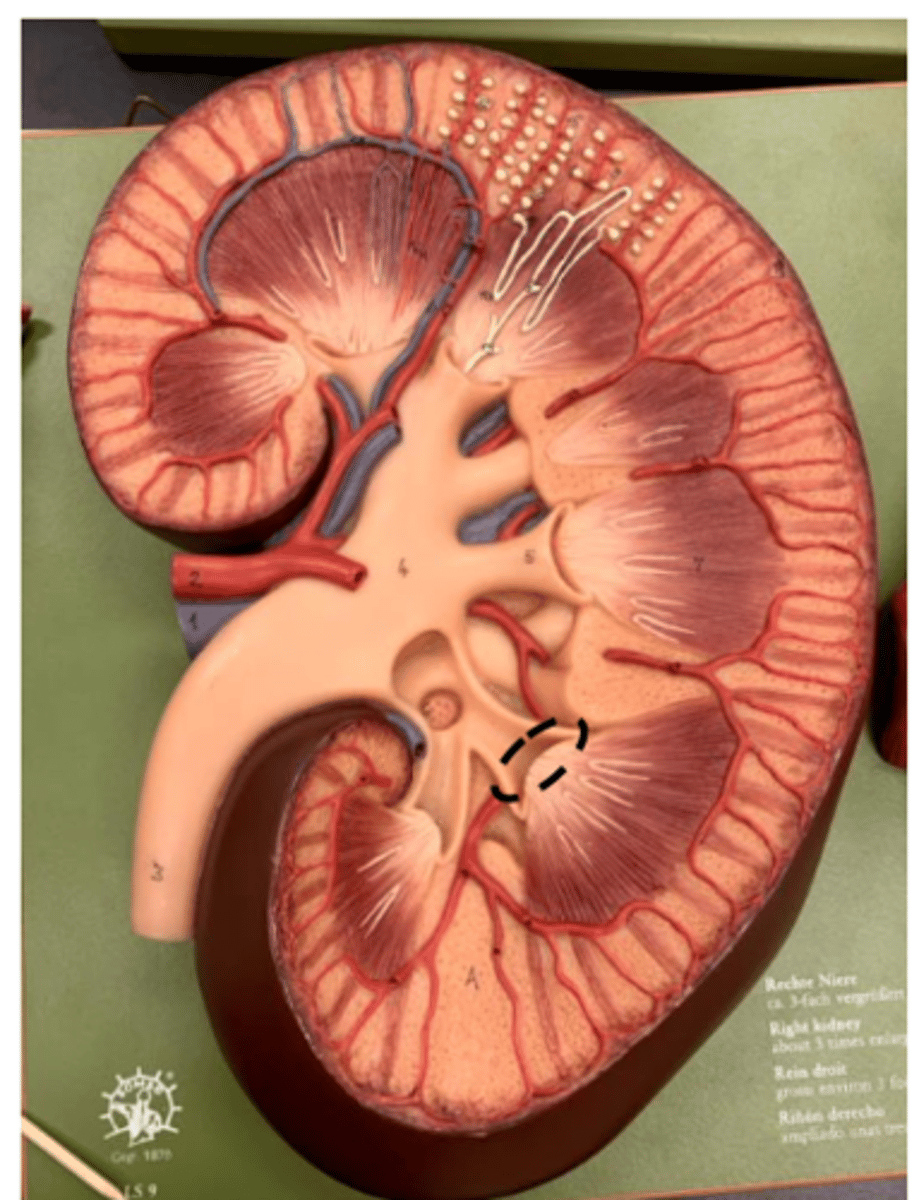 <p>top of each pyramid</p><p>figure like projections</p><p></p>