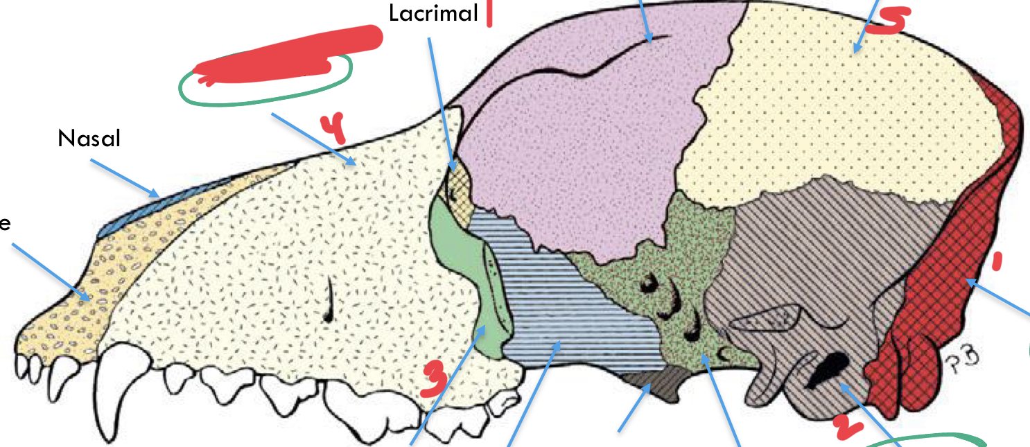 <p>label the</p><p>maxilla</p><p>parietal</p><p>occipital</p><p>temporal</p><p>zygomatic</p>