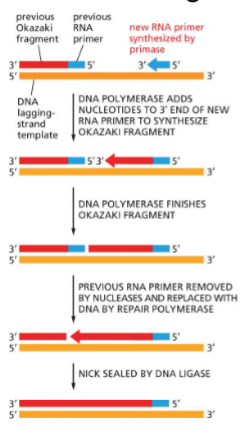 <p>Nick sealing by DNA ligase (ATP &amp; AMP)</p>