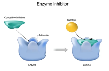 <p>Competitive Inhibitors</p>