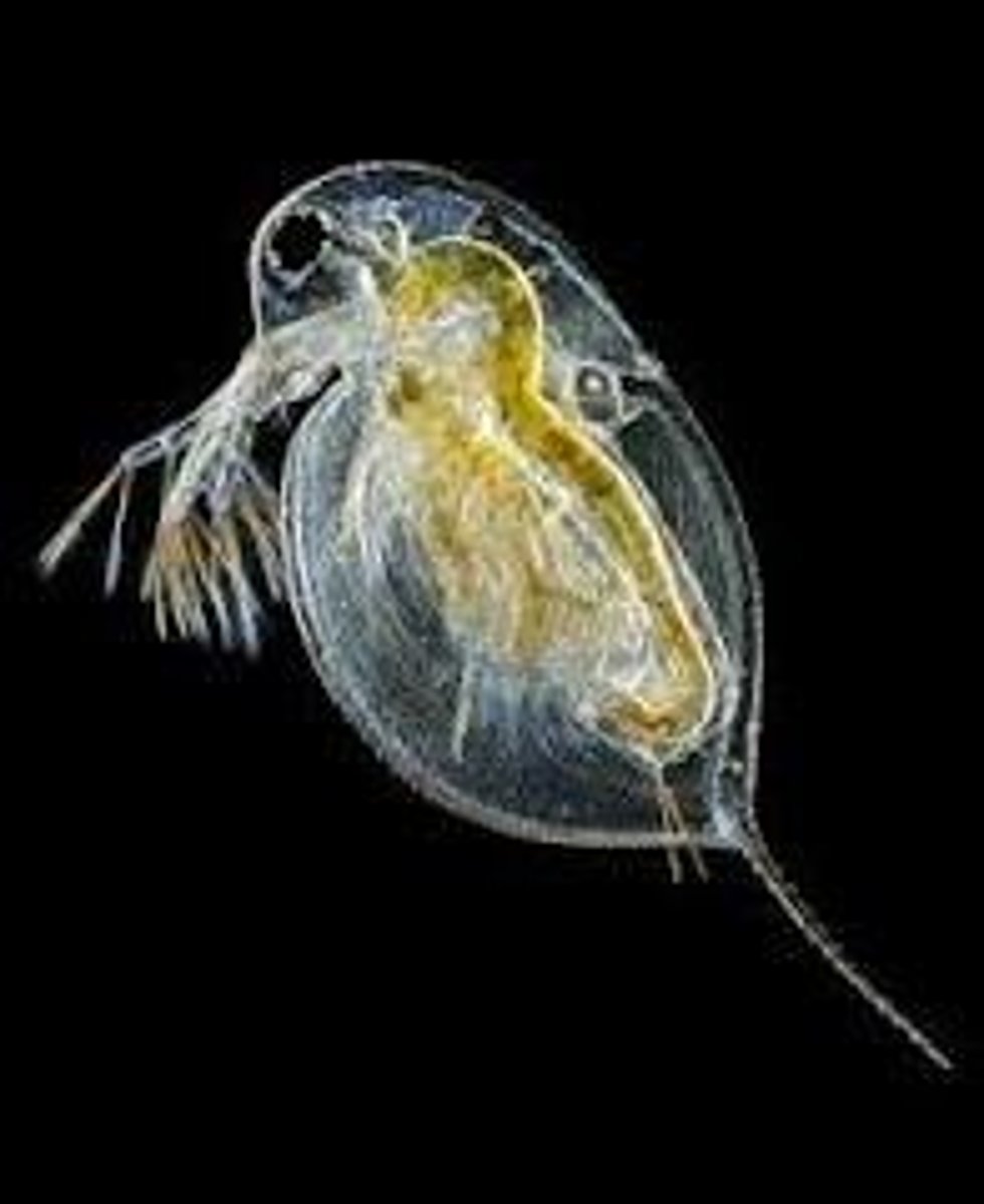 <p>What Phylum, Subphylum, Class, and Order is this animal in? What is its scientific name?</p>