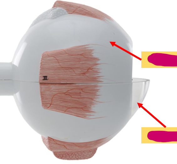 <p>What is the dome-like structure?</p>