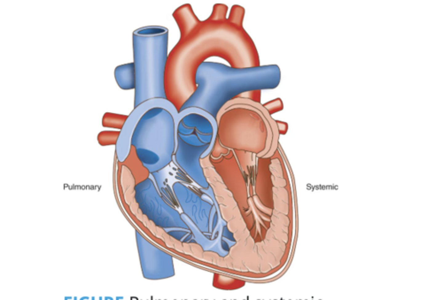 <p>Receives blood from the body that is low in oxygen and high in carbon dioxide</p>