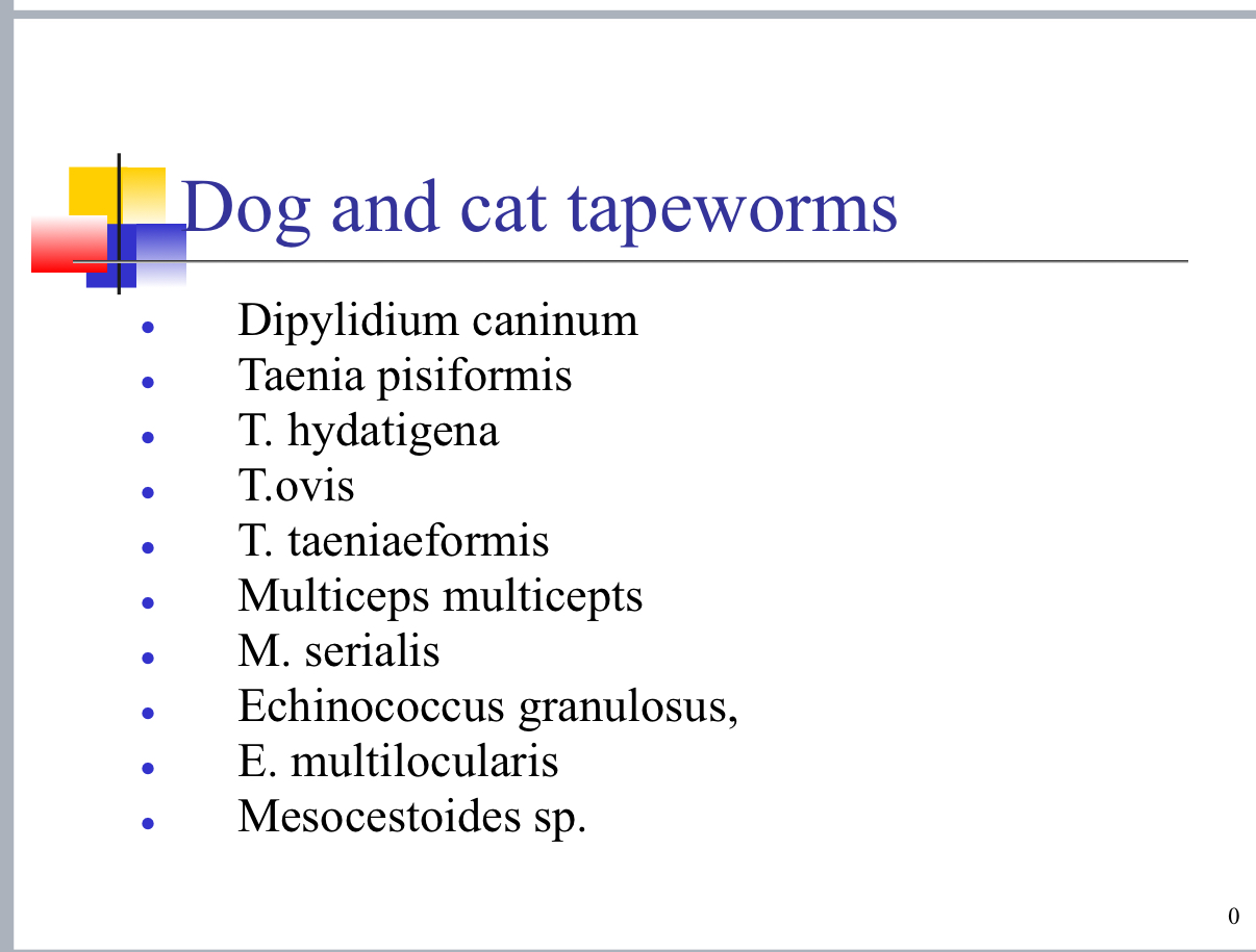 <p>Echinococcus = Hydatid cysts </p>