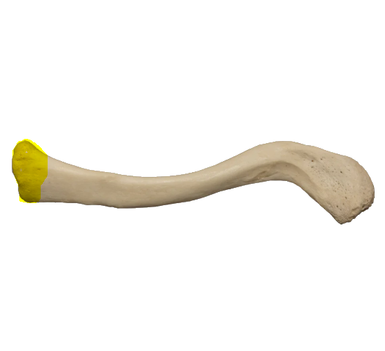 <p>What end of the clavicle is this?</p>