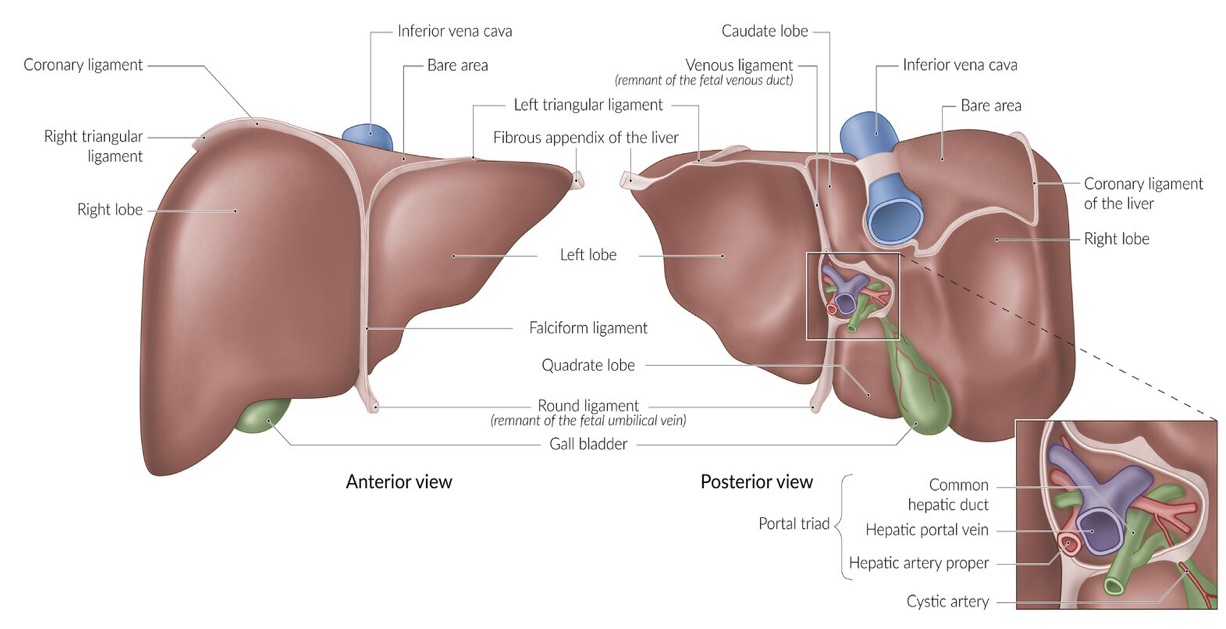 <p>Falciform ligament, gallbladder fossa, porta hepatis, &amp; area adjacent to IVC. </p>