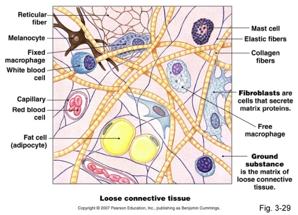 <p><strong>loose connective tissue</strong></p><p></p>