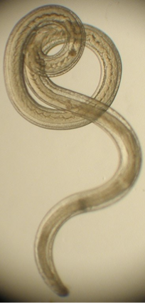 <p><span><span>Eukaryotic</span></span></p><p><span><span>Unicellular of multicellular</span></span></p><p><span><span>Asexual or sexual reproduction</span></span></p><p><span><span>Size: Varied The range in size from tiny, single-celled protozoa to large, 50-foot long tapeworms.</span></span></p>