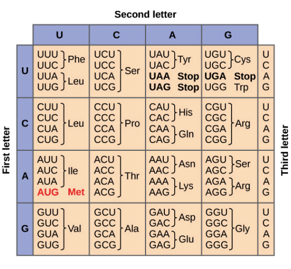 <ul><li><p>shows the relationships between codons (mRNA) and amino acids</p></li></ul>