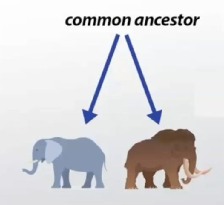 <p>When two species are derived from one common ancestor</p>