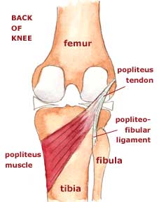 <p>What muscle wraps around the posterior knee, beginning medially?</p>