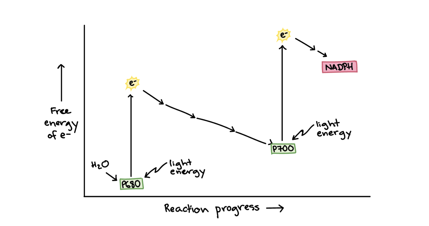 the transfers of electrons from PSII to PSI, and from PSI to NADPH, are only energetically "downhill" (energy-releasing, and thus spontaneous) because electrons in P680 and P700 are boosted to very high energy levels by absorption of energy from light.