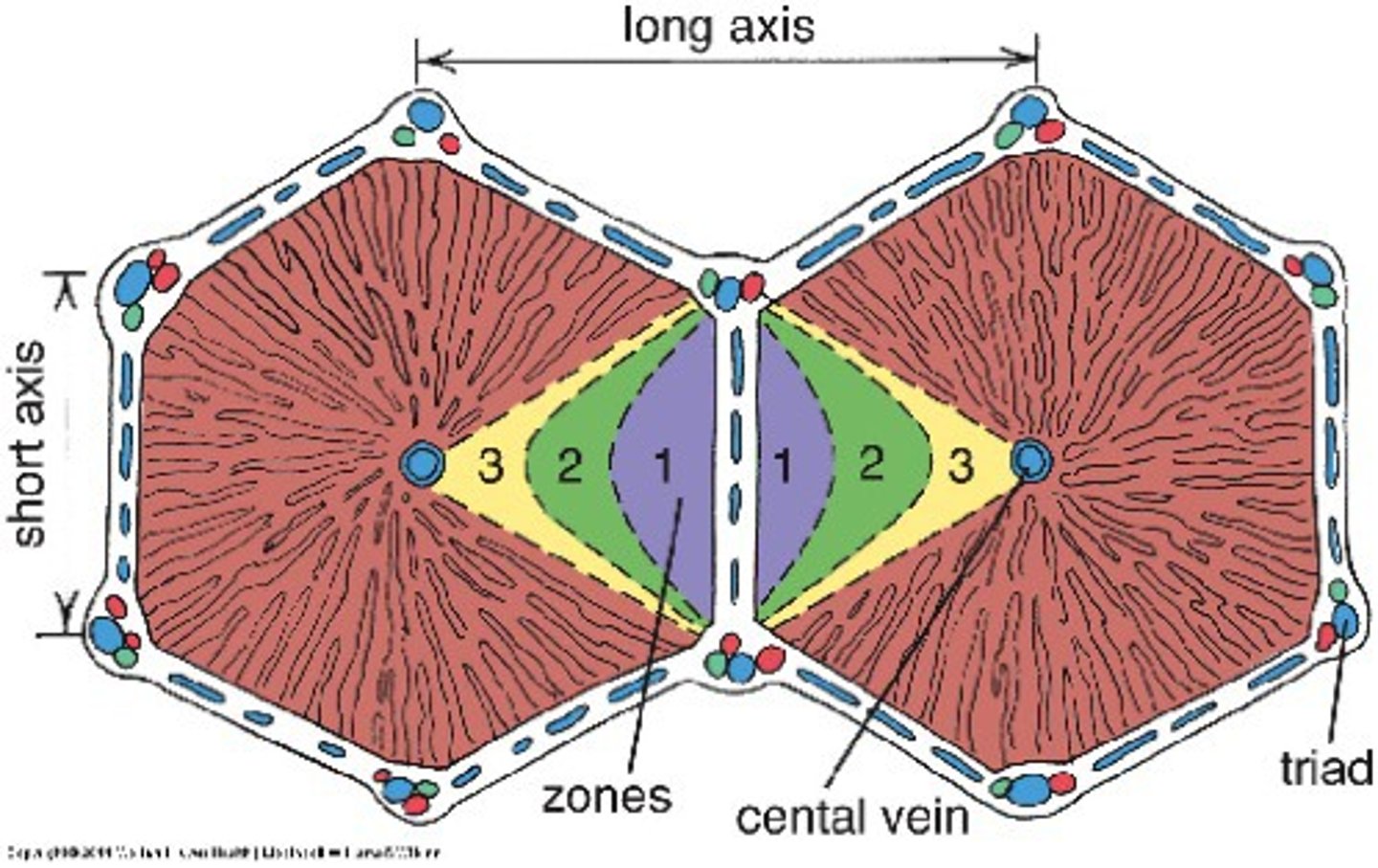 <p>diamond defined by two portal spaces and two central veins; supply area of a portal venule and hepatic arteriole</p>