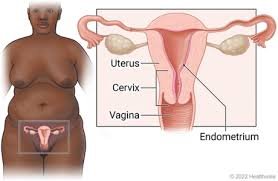 <p><strong>Endometrium </strong></p><p>function</p>