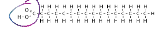 <p>What is a fatty acid?</p>