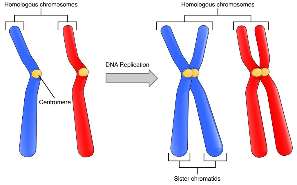 <p>are sister chromosomes</p>