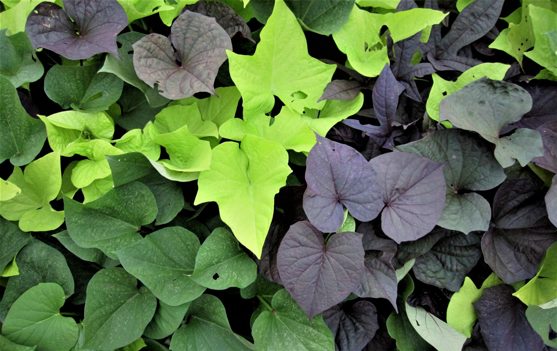 <p>The leaves are green and purple</p>