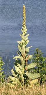 <p>Mullein</p>
