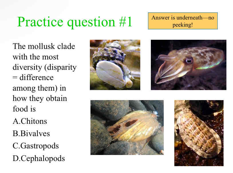 <p>Practice Question (Mollusks) - The mollusk clade with the most diversity (disparity = difference among them) in how they obtain food is</p>