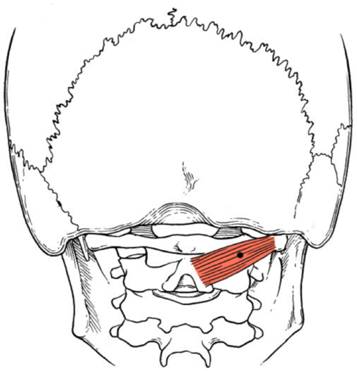 <p>transverse process of atlas (C1)</p>