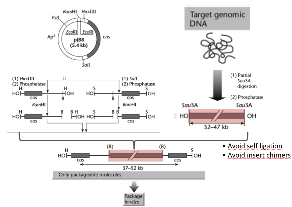 <p>Consider the cosmid backbone shown in the figure. It contains 3 restriction sites:</p><ul><li><p>BamHI</p></li><li><p>HindIII</p></li><li><p>SalI</p></li></ul><p>We carry out two different reaction with this backbone:</p><ol><li><p>In the first reaction, we add HindIII and phosphatase, which results in the cosmid being cut at the HindIII restriction sites (resulting in a linear fragment), and then subsequently dephosphorylated at both ends. Thus, both end of the linear fragment have an -OH group. We then treat the DNA with BamHI, cutting two pieces.</p></li><li><p></p></li></ol><p>(not done)</p>
