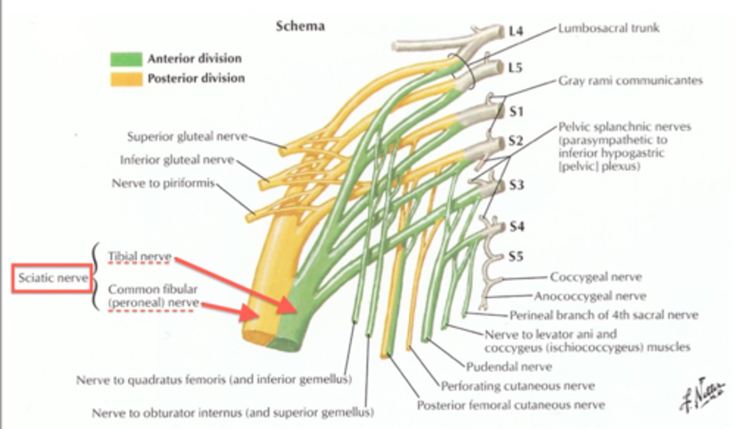 <p>-lower extremity (knee, crus, ankle)</p>