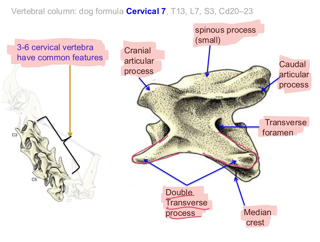 <p>3-6 cervical vertebra, cervical vertebra (C3-C6)</p>