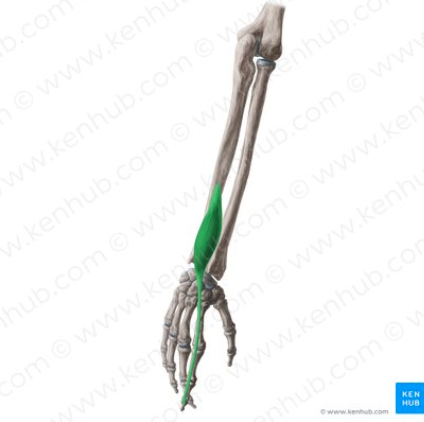 knowt flashcard image