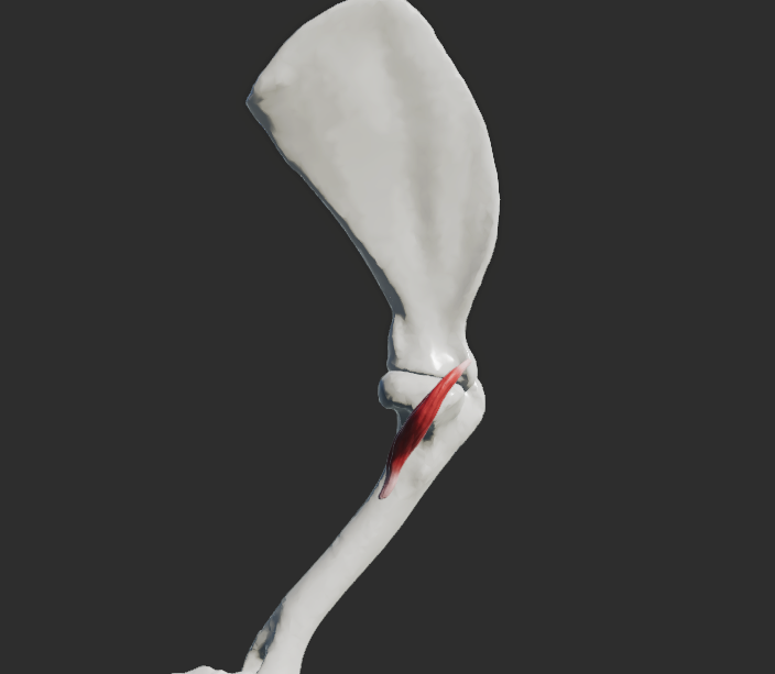 <p>odstup: processus coracoideus scapulae </p><p>průběh - ( Najbrt ) u psa je sval krátky, <strong>jednotný</strong></p><p>úpon - crista tuberculi minoris humeri</p><p>Fe:</p><p>úpon: </p><p>Proximální část : proximálně od tuberositas teres major humeri Distální část : distálně od tuberositas teres major humeri až k fossa radialis</p><p>fce: addukce a supinace v articulatio humeri</p>