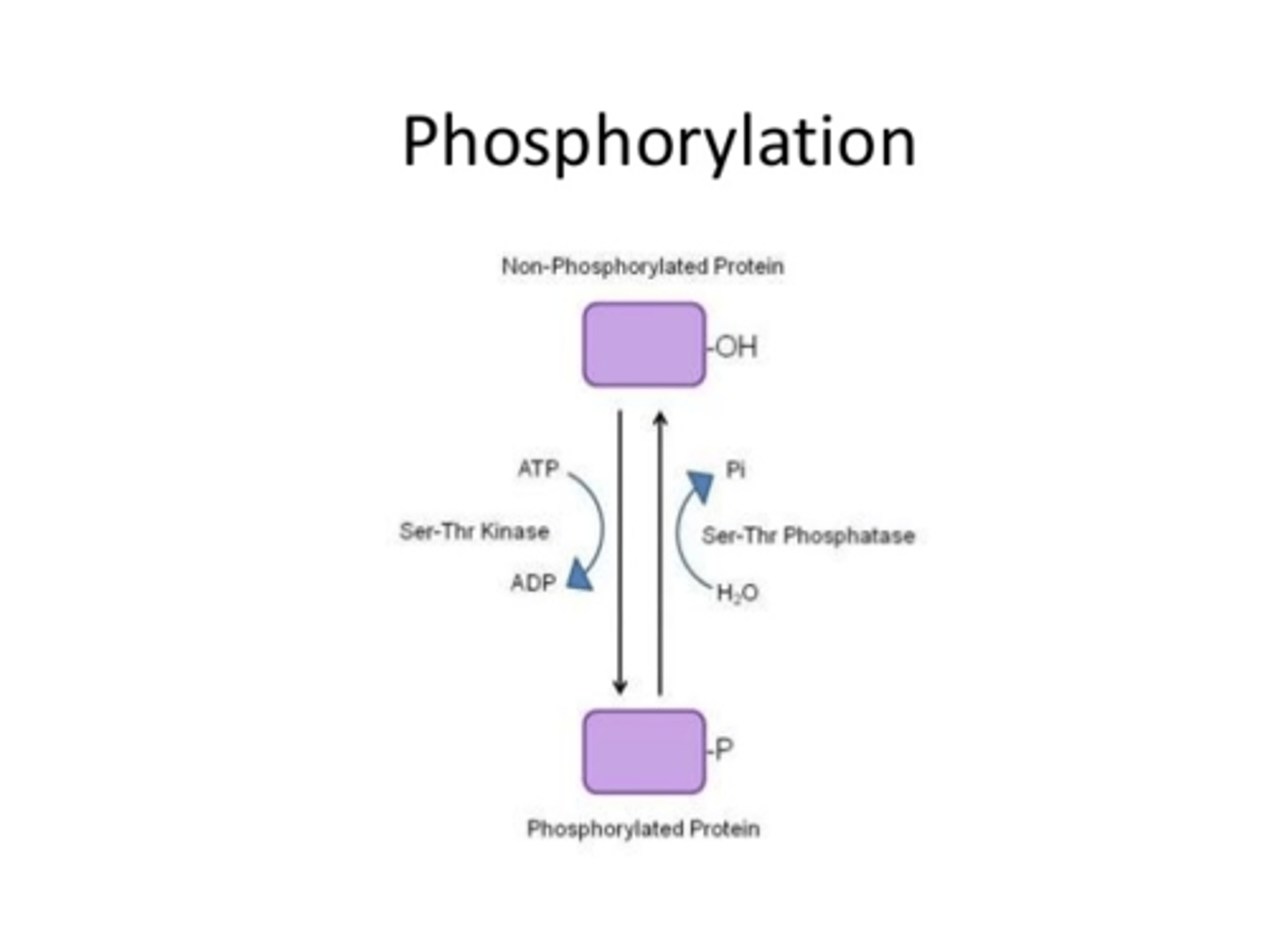 <p>1) Phosphorylation (phosphate added via kinase to activate/deactivate; <strong>ONTO serine, threonine, or tyrosine with their OH), </strong></p><p>2) Carboxylation (adding carboxylic acid to a protein to bind Ca2+), </p><p>4) Glycosylation (adding oligoosaccharides to proteins as they pass through the ER and golgi that directs them to a location), </p><p>4) Prenylation (adding lipid to membrane-bound proteins/enzymes)</p>