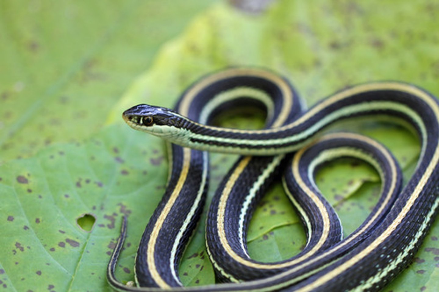 <p>Eastern ribbon snake</p>