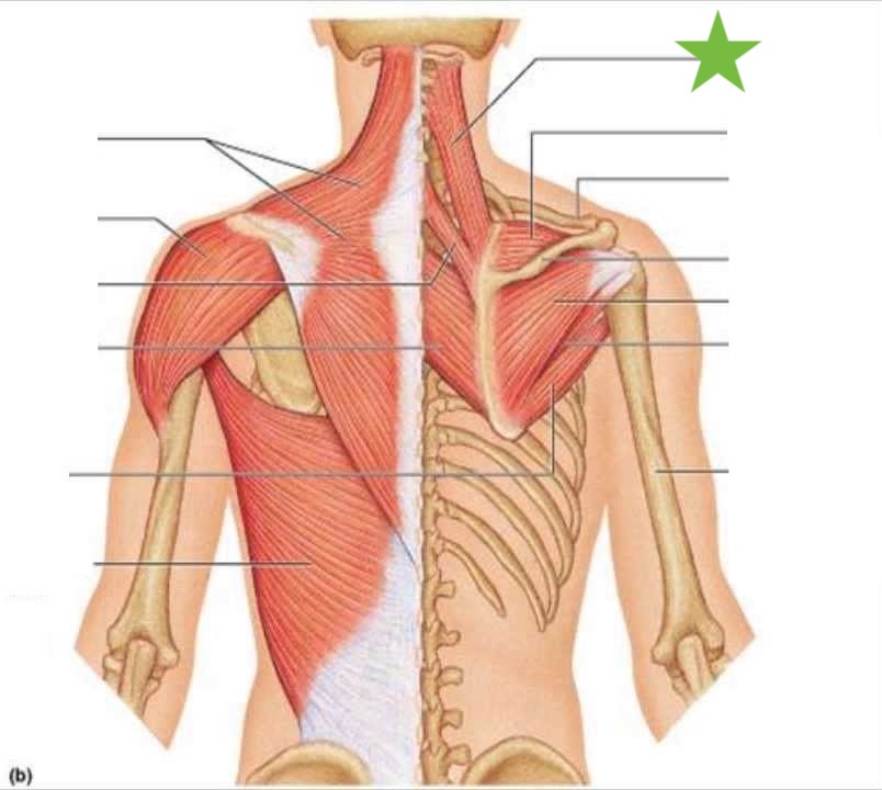 <p>Muscle, Origin, and Insertion </p>