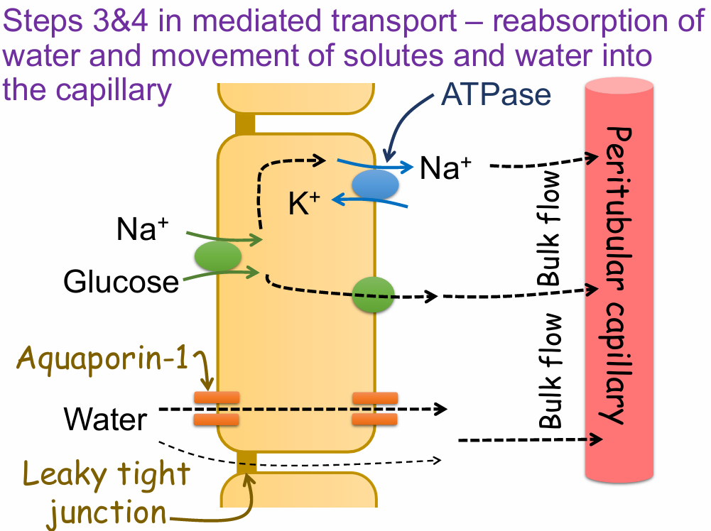 <p>reabsorption of water and movement of solutes and water into the capillary</p><ul><li><p>After glucose and Na⁺ enter the cell, they are transported into the <strong>peritubular capillary</strong> via <strong>bulk flow</strong>.</p></li><li><p><strong>Na⁺/K⁺ ATPase</strong> continues to maintain the Na⁺ gradient by pumping Na⁺ into the interstitial space.</p></li><li><p><strong>Water follows solute reabsorption</strong> (especially Na⁺ and glucose) by osmosis.</p></li><li><p>Water enters through <strong>Aquaporin-1 channels</strong> in the cell membrane.</p></li><li><p>Additional water reabsorption occurs through <strong>leaky tight junctions</strong> between cells.</p></li><li><p>Solutes and water move together into the <strong>capillary</strong> via <strong>bulk flow</strong>, driven by osmotic and hydrostatic pressure.</p></li></ul><p></p>