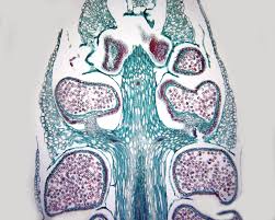 <p><span>homosporous</span></p>