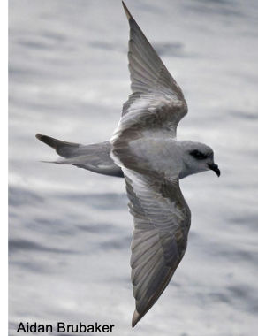 <p>Pelagic Ocean Waters</p>